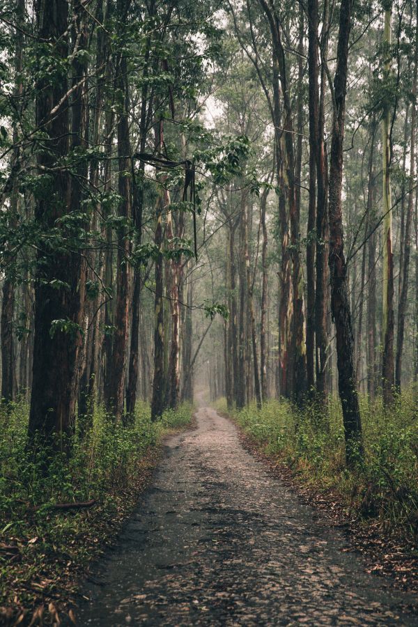 Long path leading through a forest.